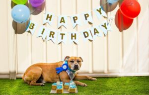 how to throw an epic dog birthday party