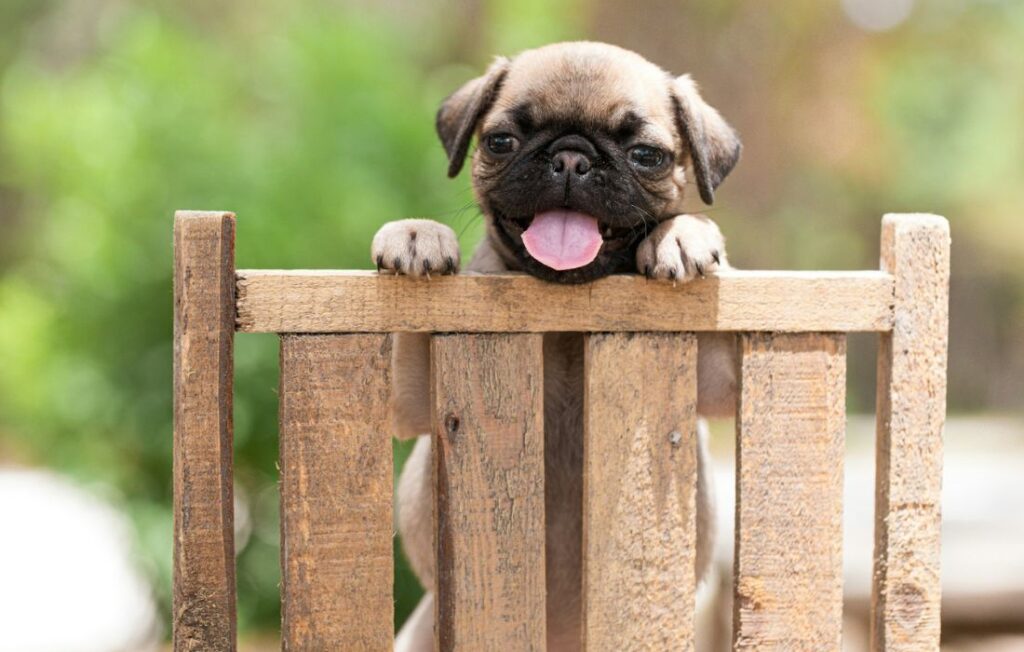 puppy behind gate