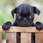 puppy proofing 101