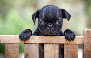 puppy proofing 101