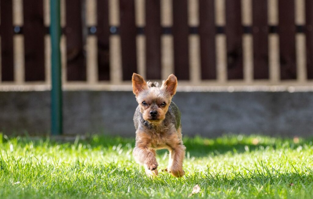 puppy running in backyard