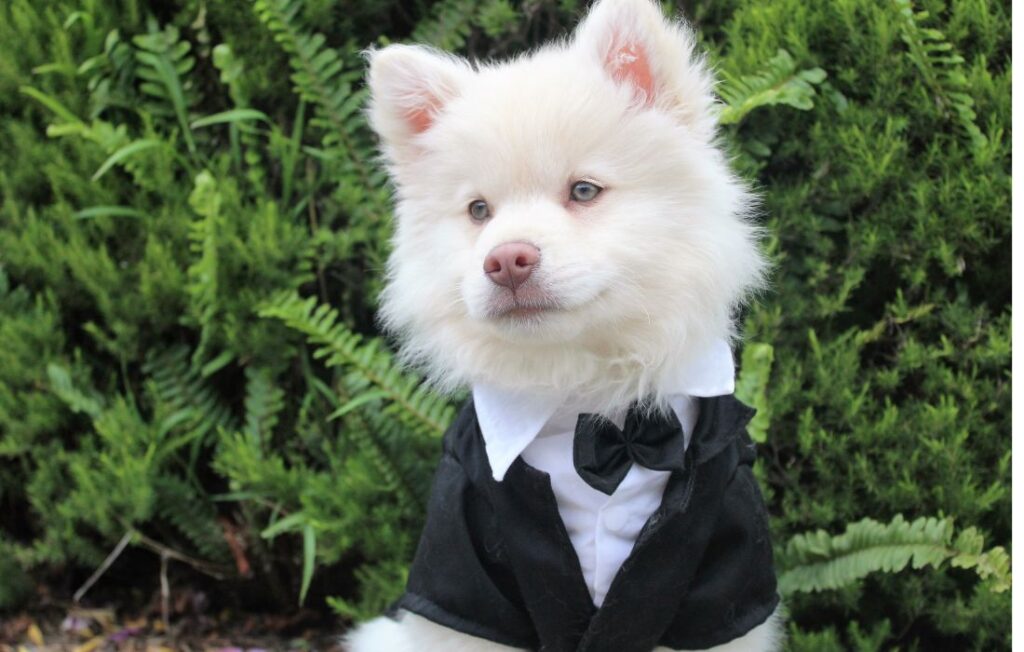 dog with tuxedo