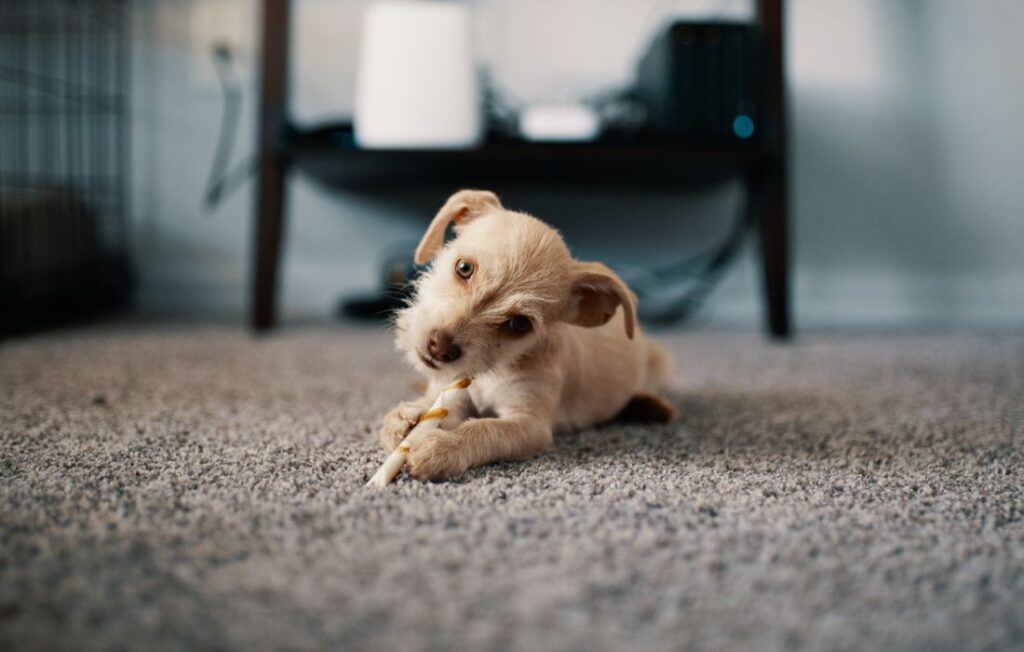 small dog on carpet