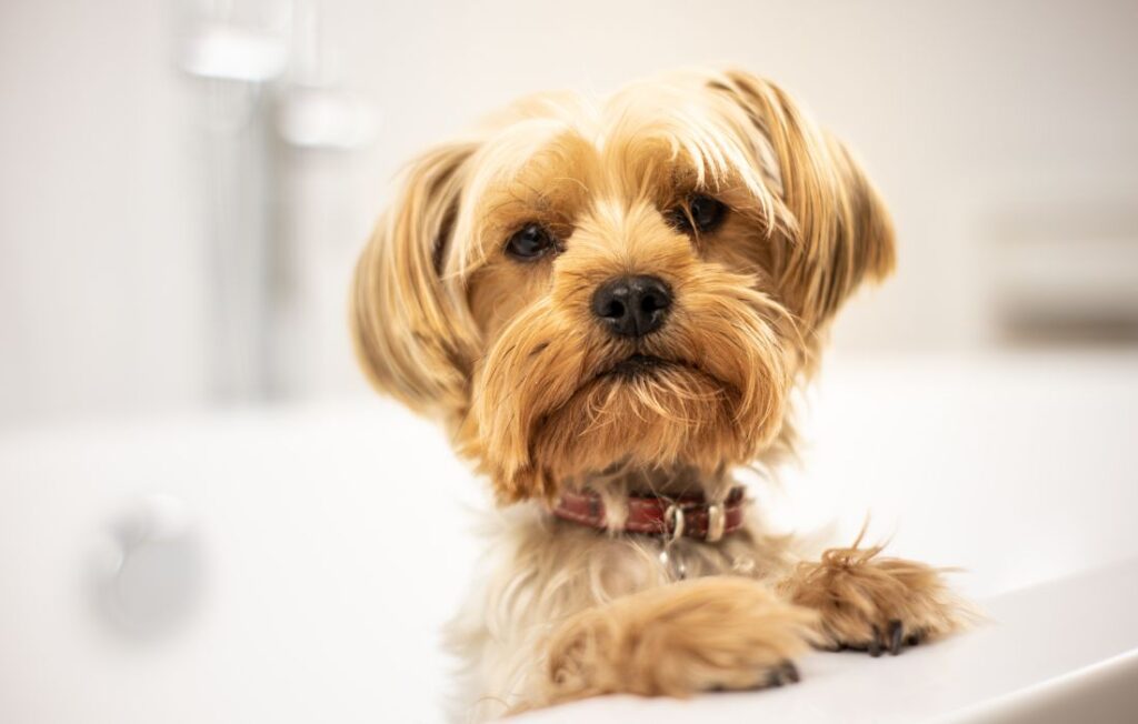 yorkshire terrier brown