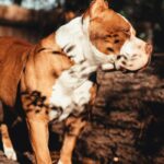 Brown and White American Bully