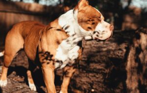 Brown and White American Bully