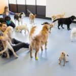 Dog daycare owners playing with dogs