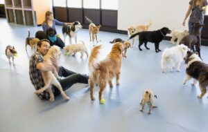 Dog daycare owners playing with dogs