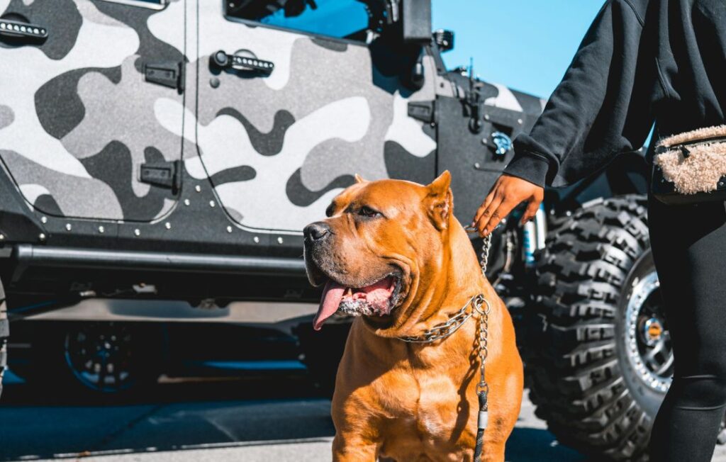 Person Holding a Dog Chain Collar of an American Bully