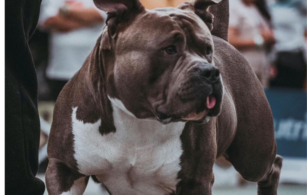 Powerful American Bully at Dog Show Event