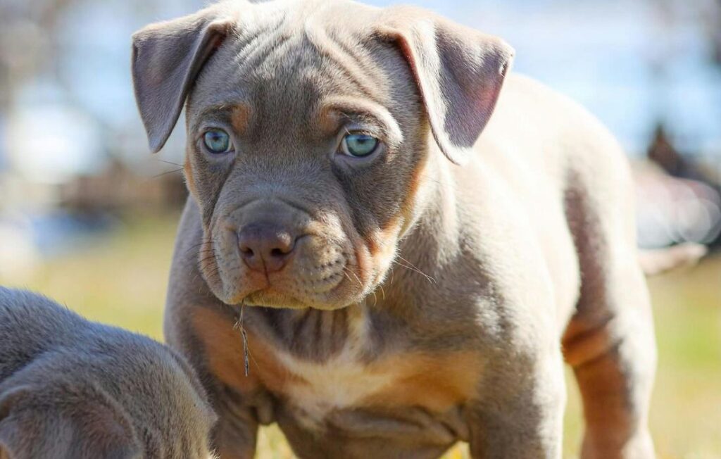 Silver American Bully Dog Necklace