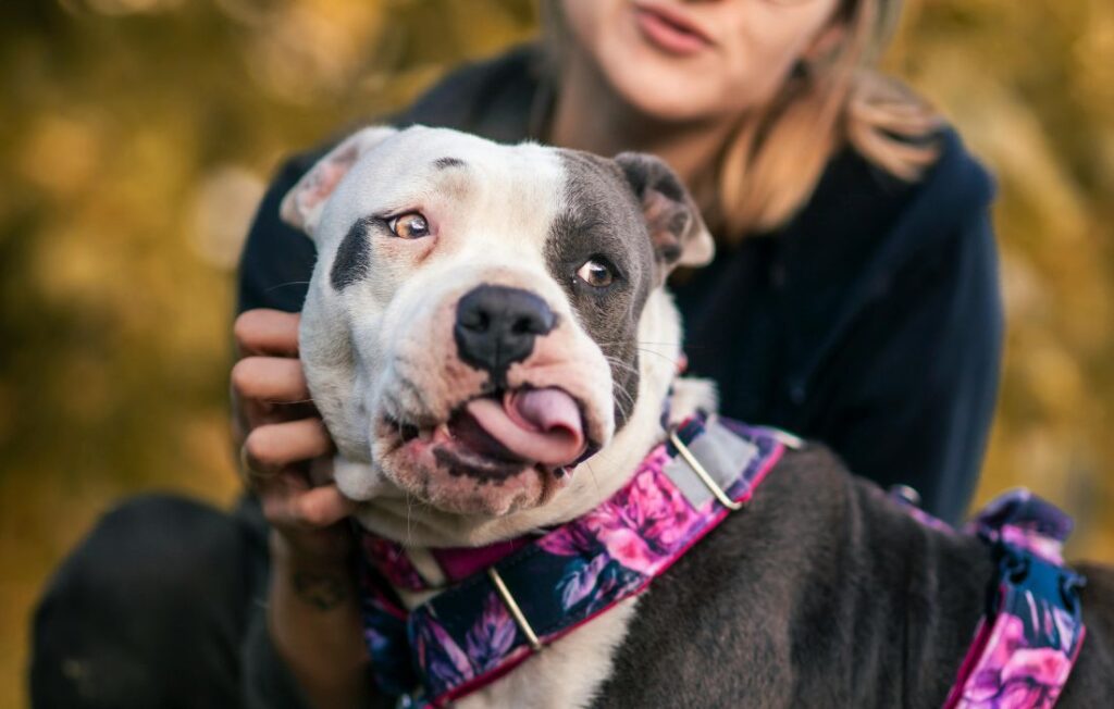 Woman with American Bully in Autumn Park