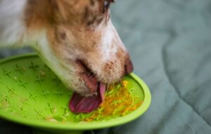 beef and veggie dog bowl