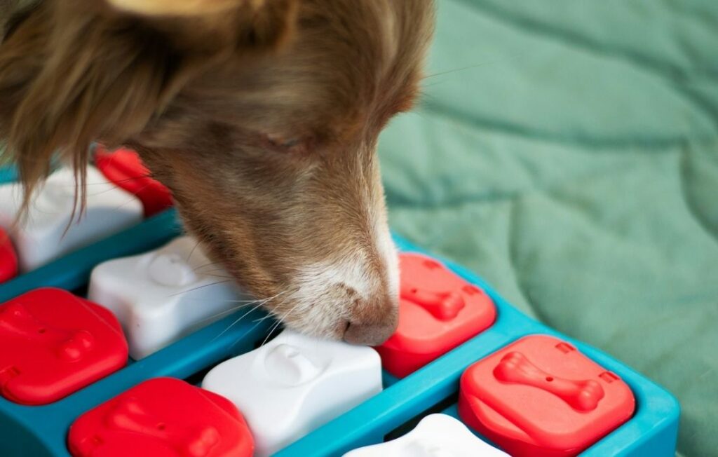 dog playing a mental stimulation game