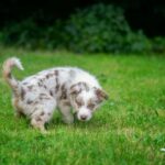 puppy walking around a lush green field