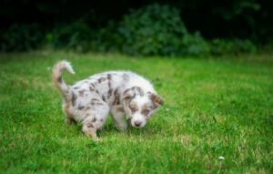 puppy walking around a lush green field