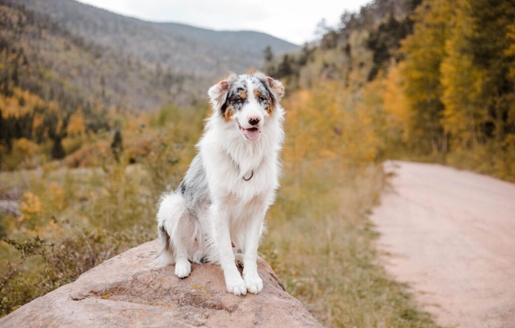 Australian Shepherd sitting on roadside in hilly terrain