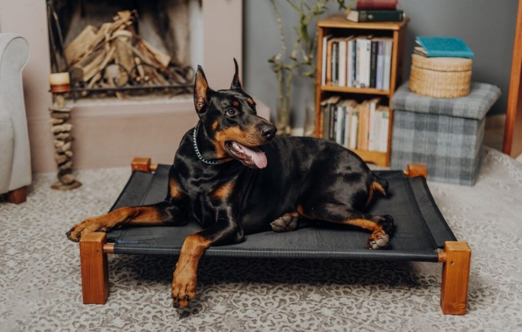 Cute Doberman Dog Lying on Canine Bed in Room