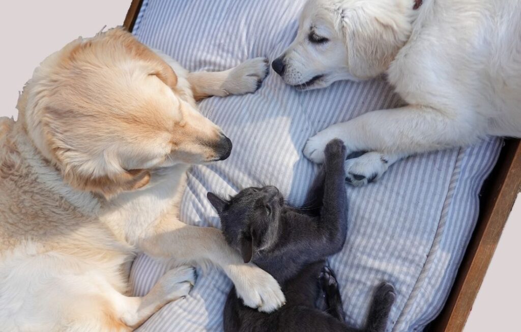 Dogs and a Cat Lying on a Cushion