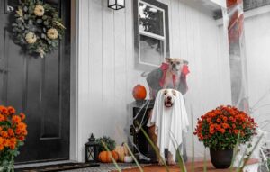 Halloween Decor with Dogs in Costumes