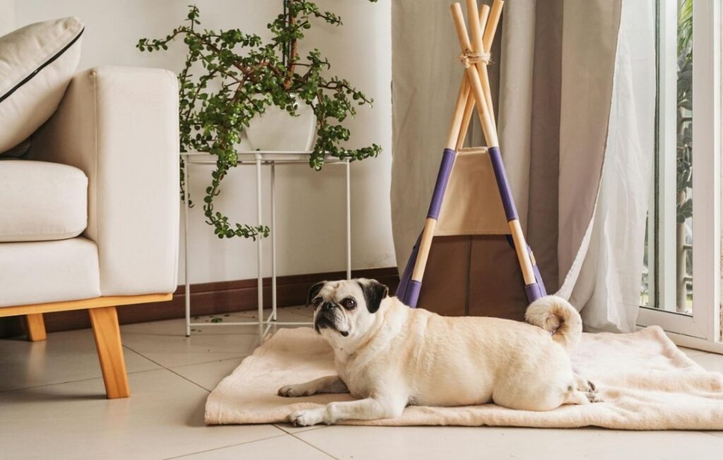 a dog lying on a rug in front of a teepee