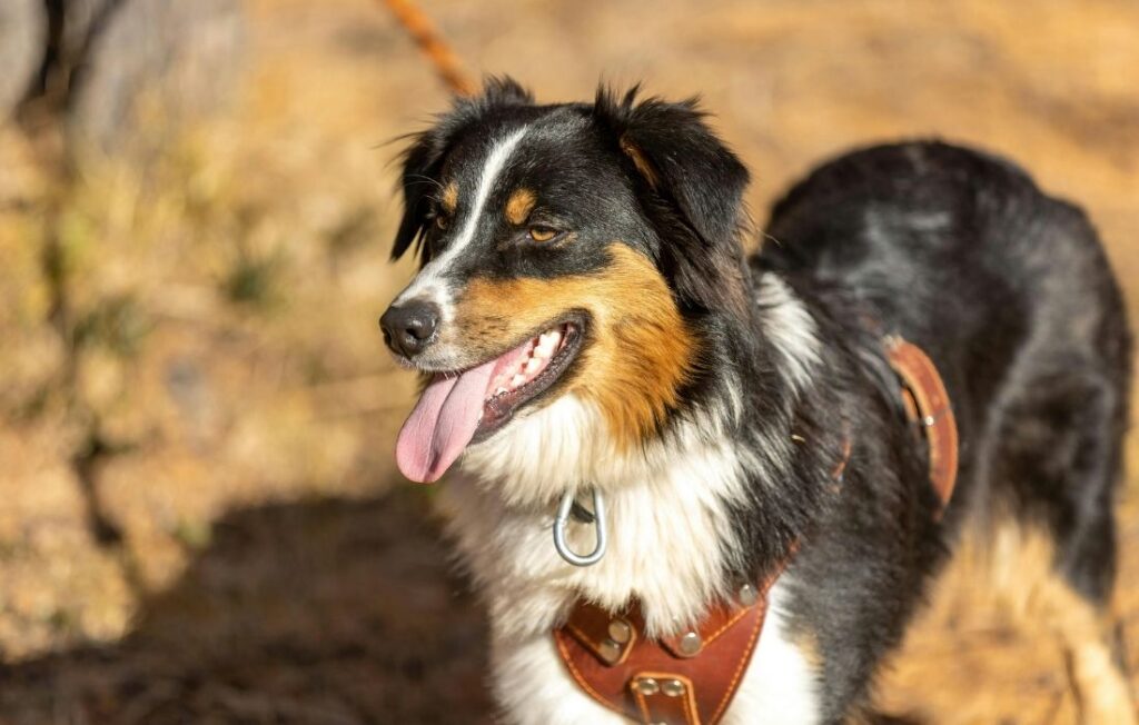 australian shepherd dog in aoutdoor settings