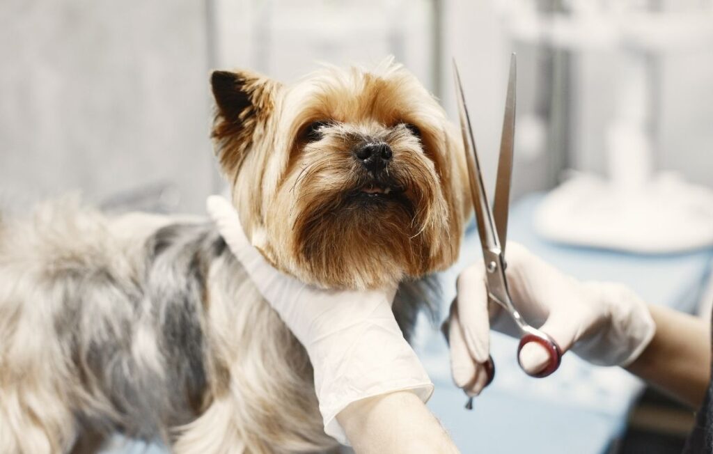 dog getting groomed