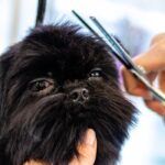 diy dog grooming guide