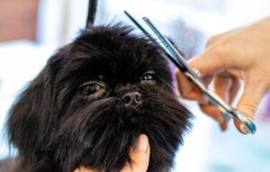diy dog grooming guide
