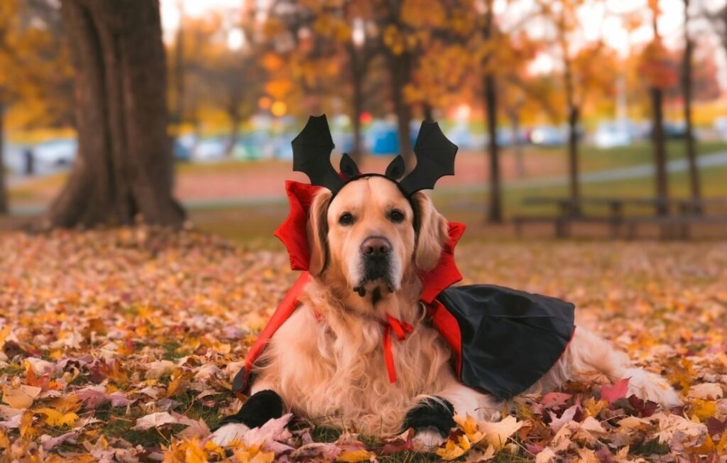 dog disguise as vampire