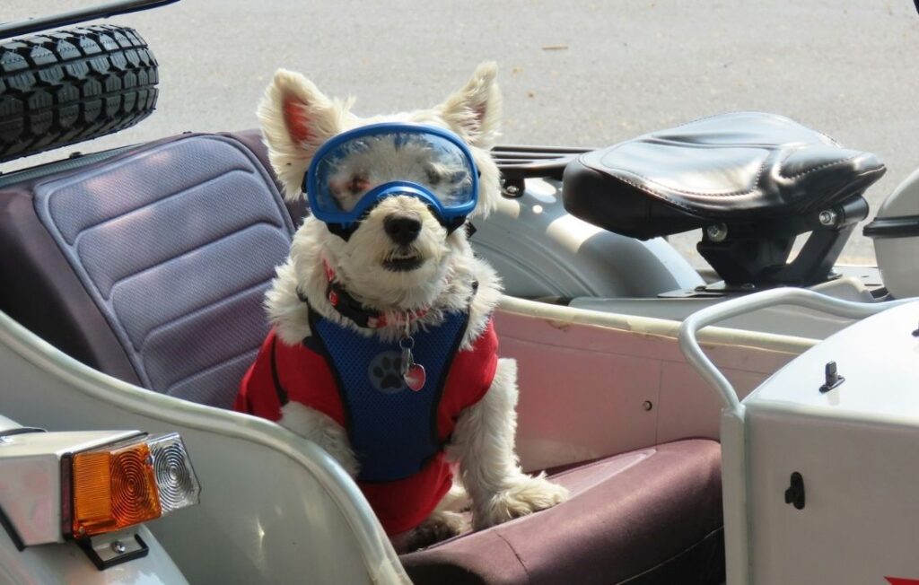superhero dog costume