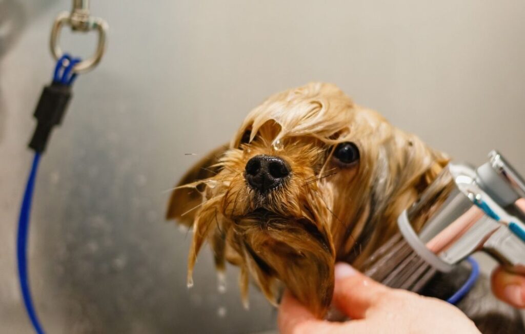 dog getting a bath