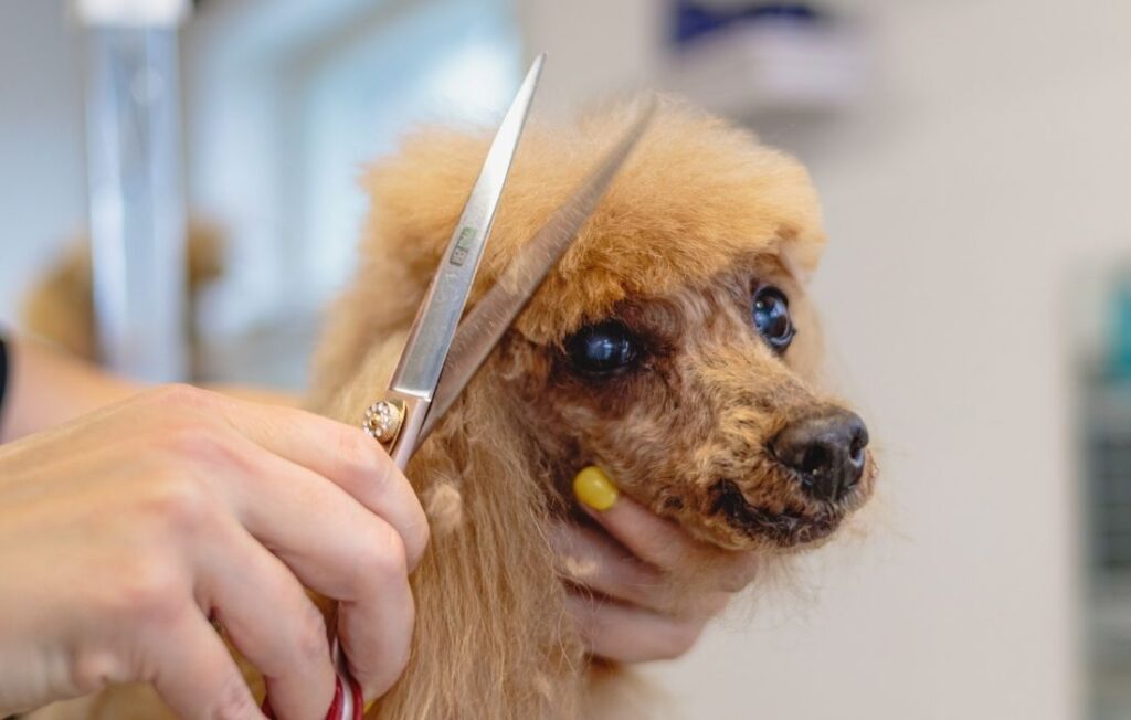 dog getting a haircut