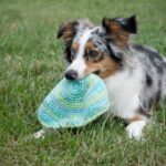 mini australian shepherd with freesbie