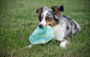 mini australian shepherd with freesbie