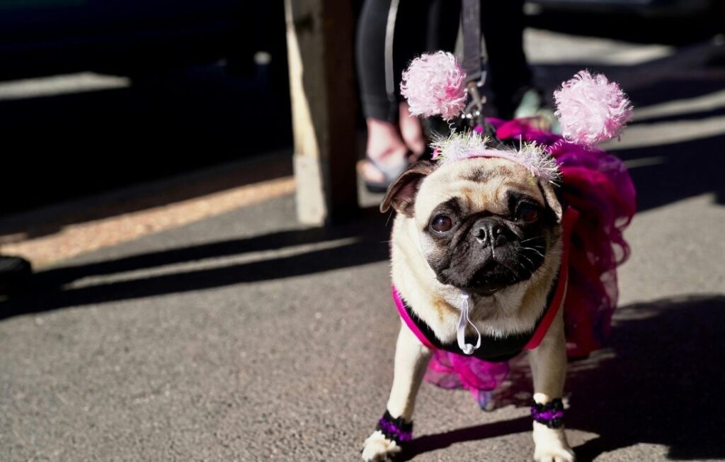 princess dog costume