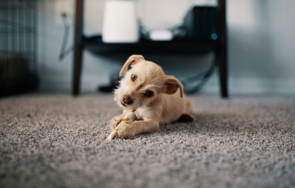 puppy lying on carpet