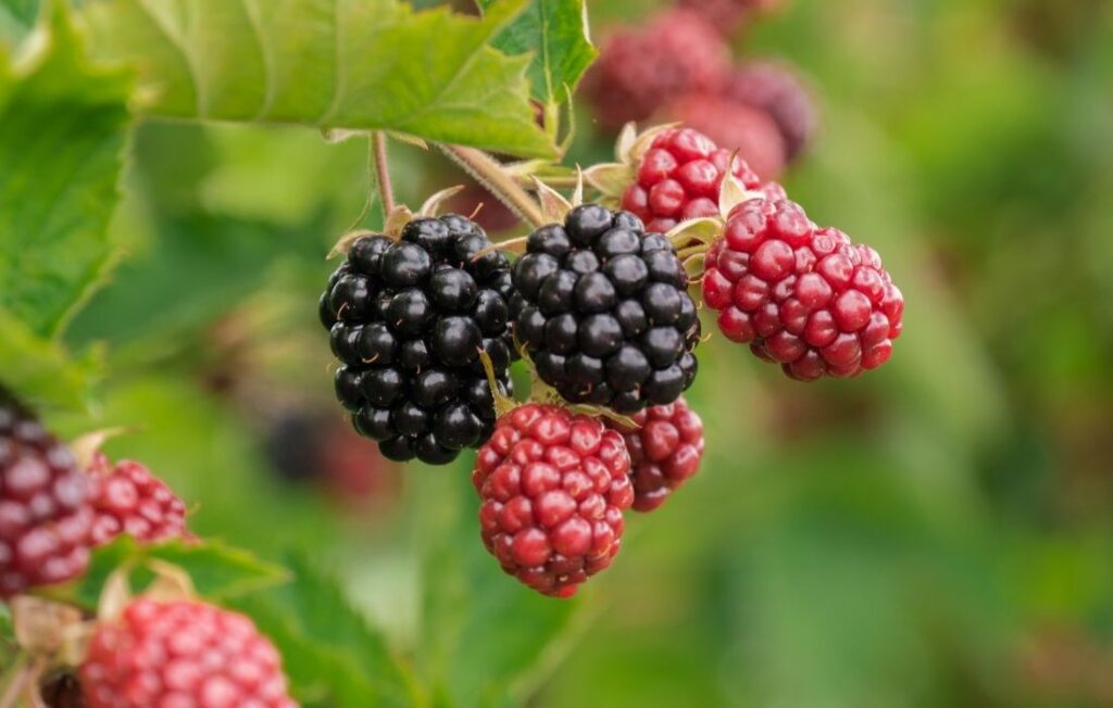 ripe flesh balckberries