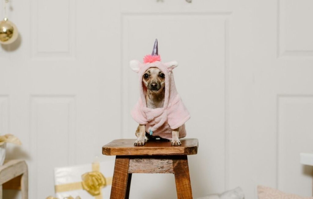 small dog wearing a pink unicorn outfit
