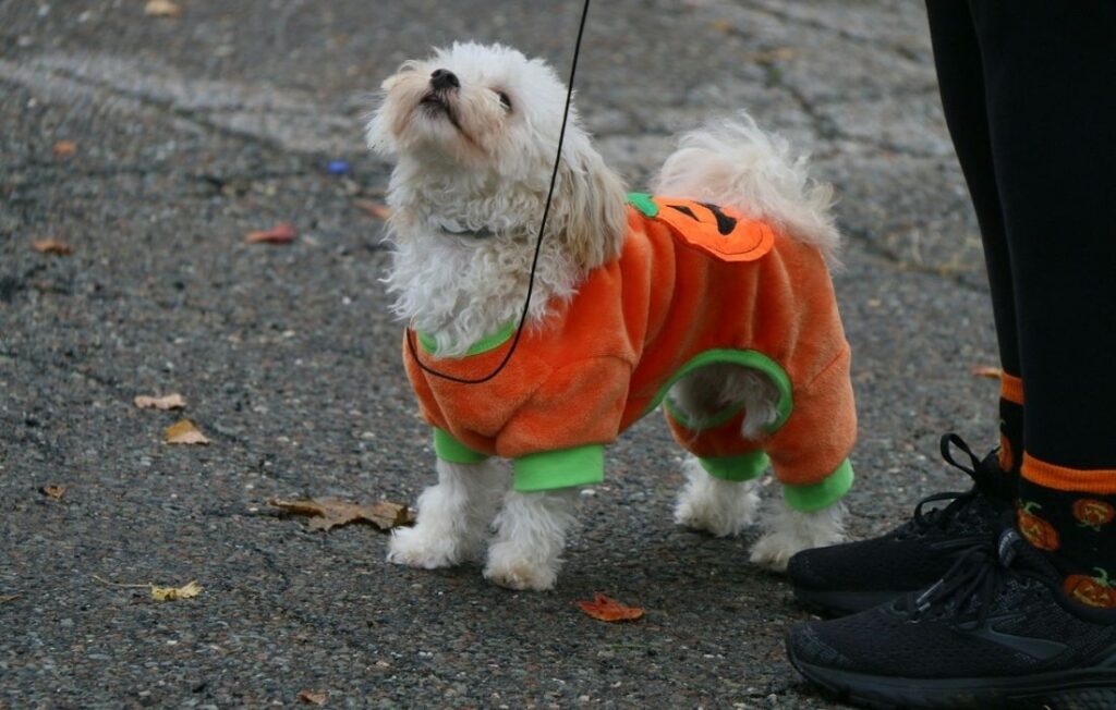 small dog wearing a pumpkin costume