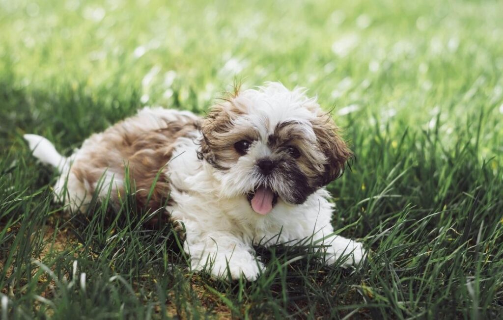 Cute Shih Tzu Puppy Relaxing on Grass