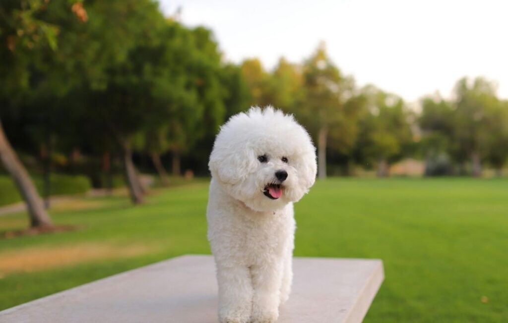 bichon frise on table in backyard