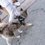 Top 10 service dog breeds