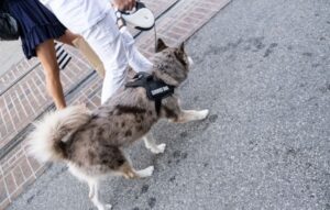 Top 10 service dog breeds