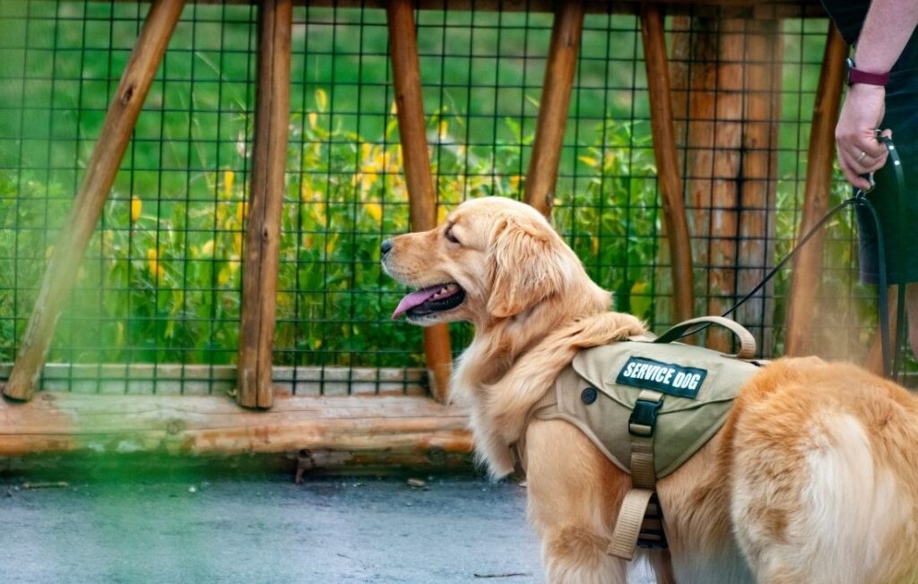 golden retriver with a service dog leash