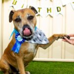 10 first dog birthday party ideas