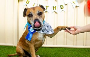 10 first dog birthday party ideas