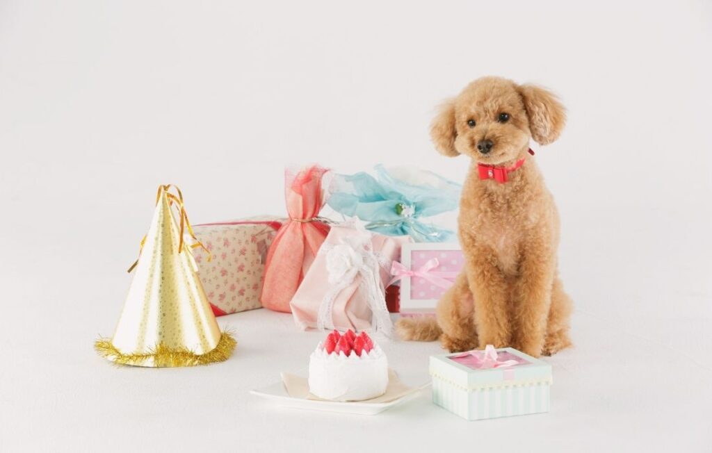 Adorable Poodle Surrounded by Birthday Gifts and Cake