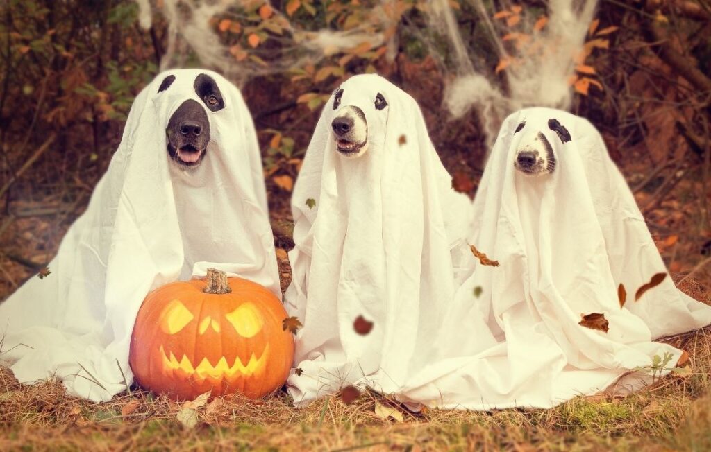 Dogs Dressed as Ghosts for Halloween