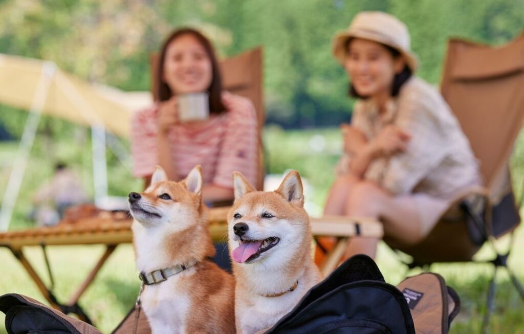 Outdoor Picnic with Shiba Inu Dogs